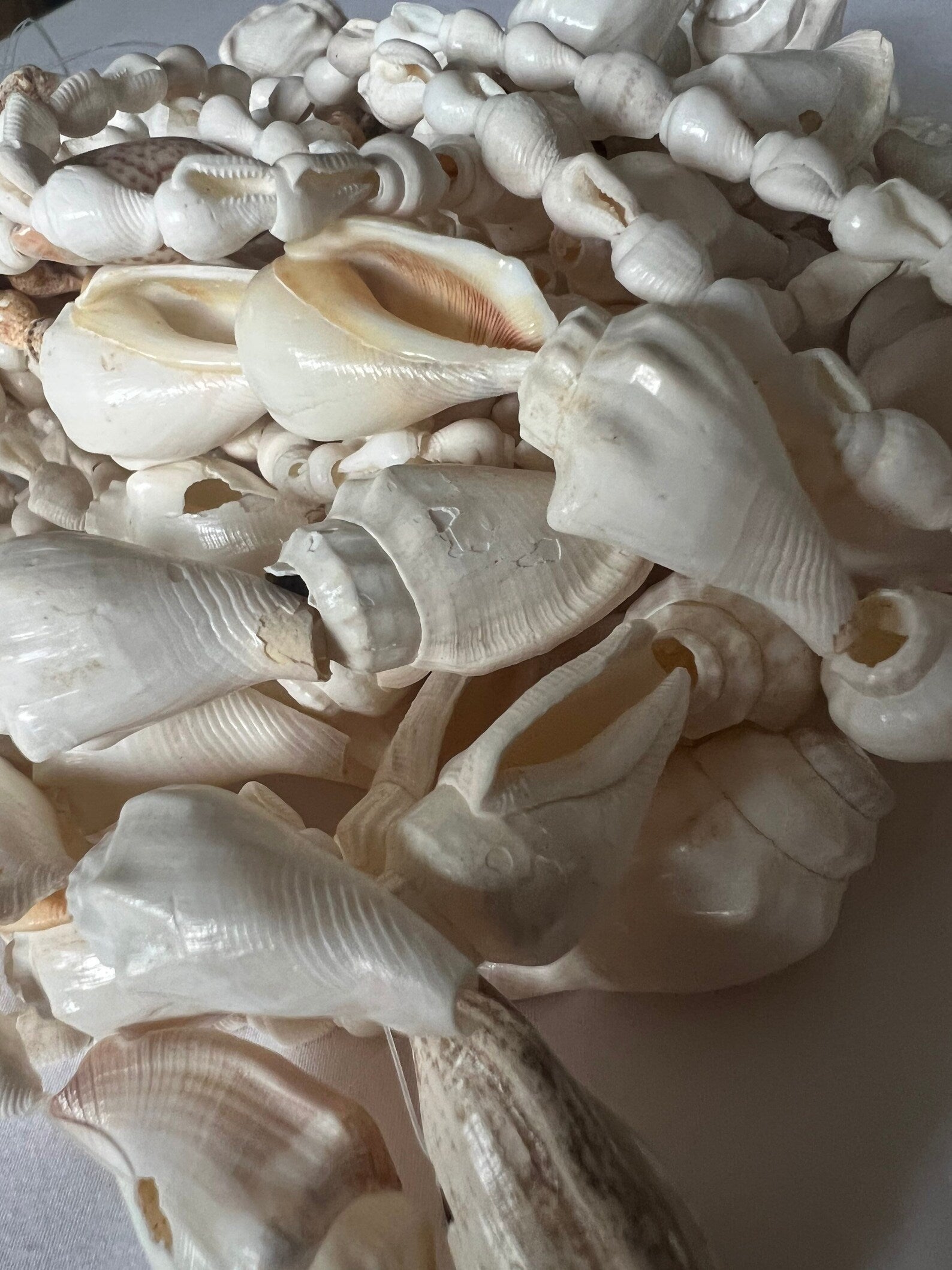 Ivory Shell Curtain Strands